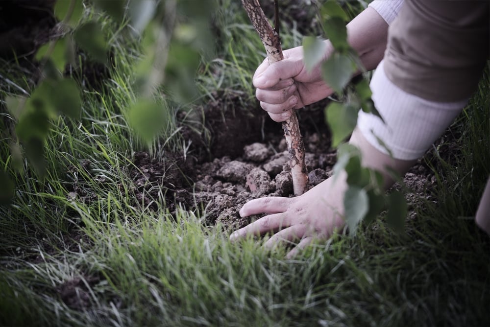 Hands planting a tree